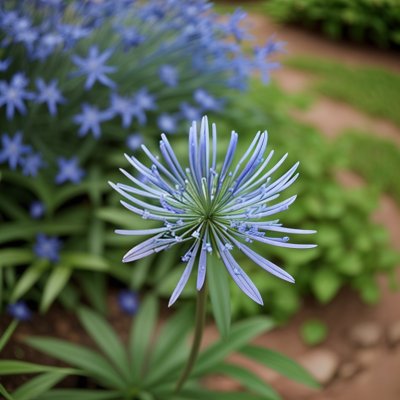 agapanthus, african lily, nature, blossom, blue, garden, close-up, summer, outdoors, flower, petal, sharpness, green background, natural beauty, rainy season, floral, fresh, nature photography