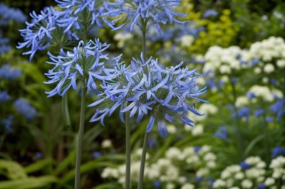agapanthus, african lily, nature, blossom, blue, garden, close-up, summer, outdoors, flower, petal, sharpness, green background, natural beauty, rainy season, floral, fresh, nature photography