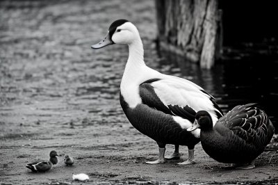 muscovy ducks, nature, wildlife, animal, avian, ornithology, waterfowl, landscape, winter atmosphere, wild birds, urban environment, sidewalk, walking, calmness, various colors, mystery, contemplation, puddle, outdoor