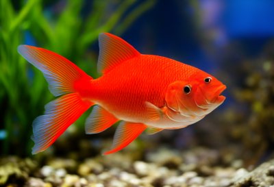 red, fish, aquarium, underwater, scales, fins, wildlife, nature, bulging eyes, freshwater, pet, action shot, serene, colorful, gravel, unique, plants, golden, ornamental fish, close-up