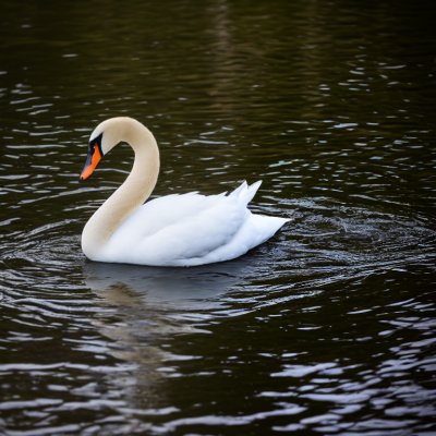white swan, swan, bird, water, animal, feathers, waterfowl, ornithology, reflection, plumage, beak, fauna, avian, nature, swimming, natural, calm, wild, ecosystem