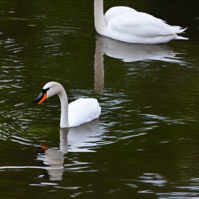 swans, waterbirds, swimming, reflection, feathers, birds, water, wings, animals, ornithology, wildlife, landscape, water surface, nature, calm, creatures, summer, ecology, wild, still water