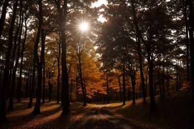 forest, darkness, autumn, pathway, sun, trees, nature, dusk, silhouette, sunset, autumn colors, lighting, serenity, natural light, calm, forest trail, autumn landscape, romantic, seclusion