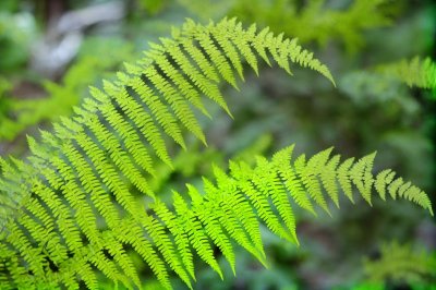 fern, leaf pattern, botany, nature, green, tropical, foliage, texture, natural pattern, details, veining, vital, symmetry, macro photography, fresh, detailed, flexible, habitat, remarkable