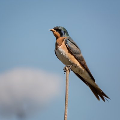 barn swallow, bird, wire, wildlife, sky, cloud, summer, nature, outdoor, flying, freedom, close-up, feather, plumage, tail, elegant, graceful, migratory bird, peaceful