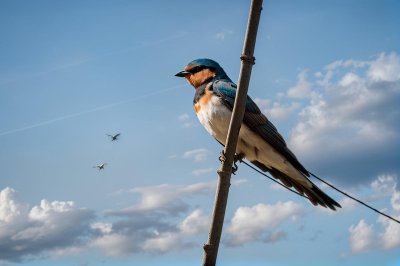 barn swallow, bird, wire, wildlife, sky, cloud, summer, nature, outdoor, flying, freedom, close-up, feather, plumage, tail, elegant, graceful, migratory bird, peaceful