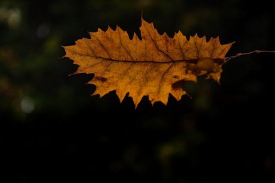 leaf, autumn, solitary, nature, fallen leaves, dying, backlit, solitude, beauty, texture, dry, sun, comfort, fiery, intimate, warm, natural, soft, light, beauty of nature, yellow