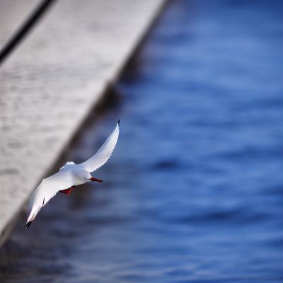 black-headed gull, flyby, water, nature, bird, gull, railing, friends, front, blue, feathers, wildlife, seabird, close, nesting, sun, group, red beak, calm, beak, focus