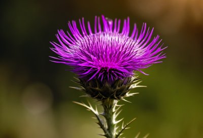 thistle, purple, flower, beautiful flowers, macro, natural, nature, leaves, bloom, flowering plant, flower wallpaper, vibrant, flower head, stem, petals, lively, flower background, outdoor, pollen, sharp, wild plant, green color, close-up
