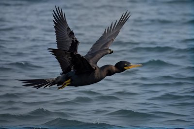 cormorant, bird, flying, water bird, flight, in flight, wingspan, nature, wildlife, animal, landscape, natural environment, ecology, nature and wildlife, wild, sky, black bird, black, water, profile