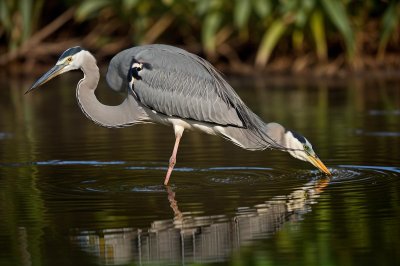 heron, bird, water, reflection, nature, feeding, wildlife, hunting, bird by water, calmness, animal, wild, foraging, black and white, optics, natural environment, lake, fishing, ecosystem