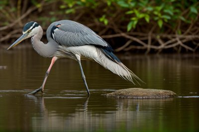 heron, free wallpaper, 4k wallpaper, bird, laptop wallpaper, beautiful wallpaper, wallpaper hd, nature, water, fishing, reflection, wildlife, predator, mac wallpaper, beak, free background, cool backgrounds, swamp, standing, desktop backgrounds, 4k wallpaper 1920x1080, background, windows wallpaper, winter, wings, hd wallpaper, photography, calm, wallpaper 4k, bill, full hd wallpaper, individual, grey