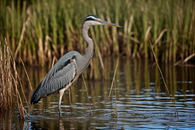 heron, bird, wildlife, wading bird, poise, reeds, water, nature, hunting, migration, inlet, peace, animal view, habitat, water bird, ornithology, mature reeds