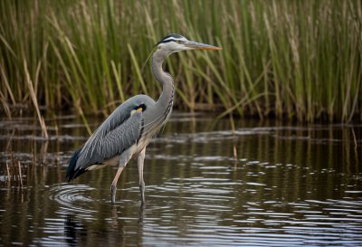 heron, bird, wildlife, wading bird, poise, reeds, water, nature, hunting, migration, inlet, peace, animal view, habitat, water bird, ornithology, mature reeds