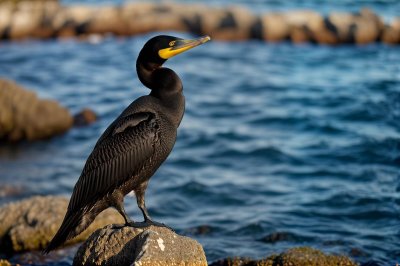 cormorant, bird, coast, sea, wildlife, rocks, water, feathers, sunset, black, wild nature, mountains, skin, nature, large wings, bird species, beak, fishing, focus