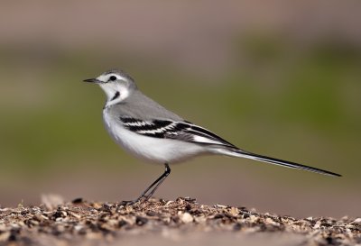 wagtail, bird, black neck, light gray, feather, nature, environment, wildlife, wading bird, long tail, aquatic environment, beauty of nature, posing, soil, yellow wings, flying bird, alive, female
