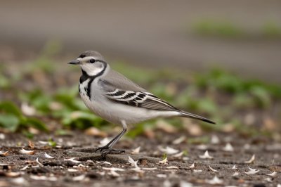wagtail, bird, black neck, light gray, feather, nature, environment, wildlife, wading bird, long tail, aquatic environment, beauty of nature, posing, soil, yellow wings, flying bird, alive, female