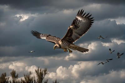 hawk, flying, bird, nature, bird of prey, wings, sky, aerodynamics, prey, raptor, landscape, wild, osprey, hunting, flight, gray, autumn, soft