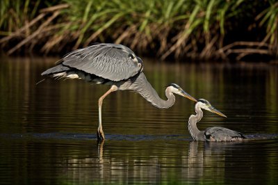 heron, beak, hunting, water, fishing, animal, nature