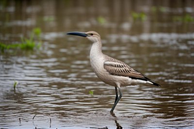 bird, long beak, wading bird, puddle, natural habitat, mud, american avocet, wading, water bird, biotope, muddy, nature, lake, beak, beaked, nature reserve, ecosystem, shore, nature photography, ecology