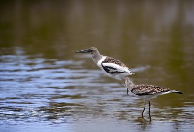 bird, long beak, wading bird, puddle, natural habitat, mud, american avocet, wading, water bird, biotope, muddy, nature, lake, beak, beaked, nature reserve, ecosystem, shore, nature photography, ecology