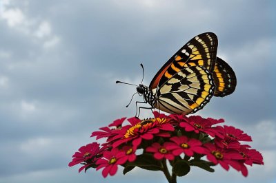 butterfly, distelfalter, zinnia, garden, closeup, nature, wings, pollination, day, summer, winged, beekeeper, environment, ecology, butterfly life cycle, living nature, flower, wildlife, sky