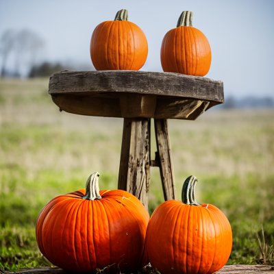 pumpkin, autumn, halloween, harvest, nature, agriculture, orange, rural, table, sky, pilot, refreshment, computer, shelf, vitality, splitter, middle, arithmetic, layout