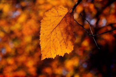 autumn, leaf, nature, details, color, orange, bright, fall colors, natural light, close-up, light, background, season, texture, nature motif, contrast, stems, structure, warm tones, golden hour, vivid colors