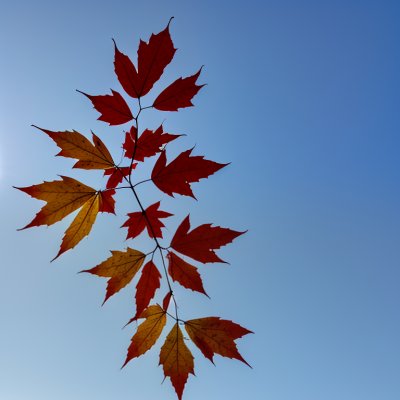 leaf, maple, autumn, blue sky, clear, red, clear day, single, twig, nature, natural world, sharp contrast, outdoor, light, clear sky, solitary leaf, red leaves, picturesque