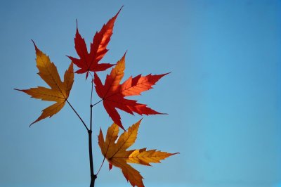 leaf, maple, autumn, blue sky, clear, red, clear day, single, twig, nature, natural world, sharp contrast, outdoor, light, clear sky, solitary leaf, red leaves, picturesque