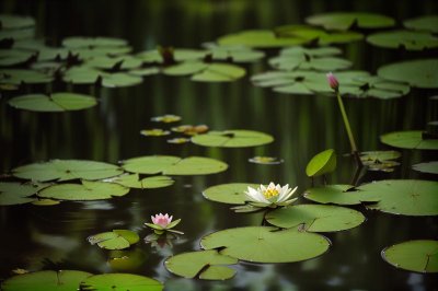 frog, water lily, pond, nature, green, reflection, serenity, wildlife, ecology, wetland, landscape, leaping, sunlight, swampy, feral, motion, edge, natural habitat, resting, aquatic plants