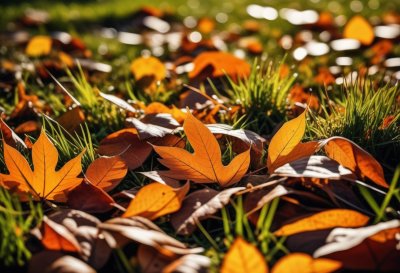 autumn, leaves, green grass, autumn colorful leaves, orange color, nature, autumn atmosphere, red color, leaf texture, hypnotic scene, vibrant, detail, falling leaves, color palette, outdoor environment, yellow color, horizontal line, countryside scene, fallen leaves