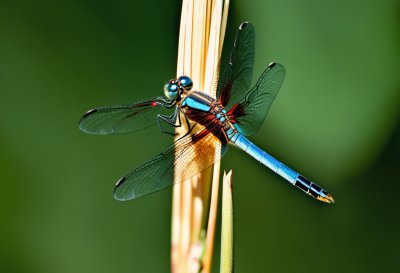 dragonfly, nature, insect, macro, close-up, rest, plant stem, natural habitat, wings, fragility, summer, vitality, microscopic view, delicacy, calmness, mystery, balance, green color, silence, filigree