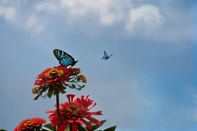 butterfly, flower, zinnia, macro, nature, blue, wing, pollination, summer, detail, curling, garden, beauty, background, fauna, wing pattern, flight, outdoor, wilderness, post-flight