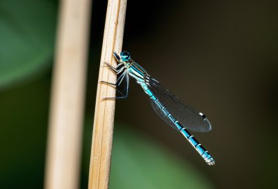 damselfly, insect, nature, close-up, flying insect, delicate wings, natural habitat, plant stem, animal, reeds, willow emerald damselfly, slender body, environment, leaf, background, woodland, open space, dry stems, lightness, zebra