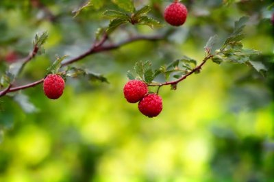 hawthorn, red fruit, leaves, raindrops, nature, decorative shrub, medicinal plant, water droplets, blurred bokeh, autumn, natural remedy, green background, wild bush, pink fruit, rural landscape, wild nature, natural beauty, botanical garden, thorns, growing outdoors