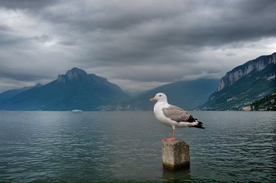 seagull, water, lake, mountain, italy, lake garda, bird, nature, ocean view, blue sky, panorama, shore, view, landscape, post, wildlife, pond, environment, natural, calm, relaxation