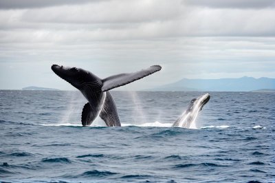 whale, sea, nature, whale tail, marine life, blue, ocean, water, sperm whale, flipper, mammal, wildlife, marine mammal, pacific ocean, splash, rough sea, natural beauty
