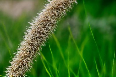 grass, natural background, macro photography, soft, green, spikelet, february, resolution level, close-up, beauty, fine textures, detail, plant, outdoor, natural beauty, snowy, color, biology, ecology, nature