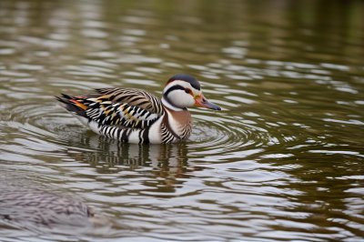 mandarin duck, nature, bird, animal, waterfowl, wildlife, water, feathers, beak, plumage, swimming, natural habitat, calm, forest water, weathered, heron, tranquility, brown, floating, gentle current