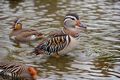 mandarin duck, duck, nature, bird, animal, waterbird, wildlife, water, feathers, plumage, natural habitat, lake, wild, floating, exotic bird, wild duck, pond, beak, aquatic plant, aquatic environment