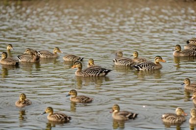 ducks, ducklings, birds, waterbirds, wildlife, feathers, water, ornithology, birdwatching, fauna, spring, juvenile, nature, animals, nesting, ecology, winter, natural environment, fresh, slippery, calm