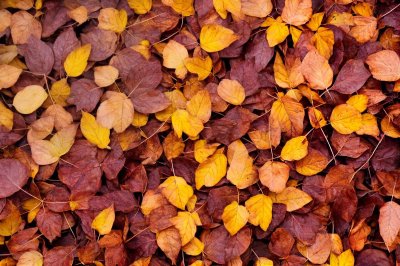 leaves, autumn, foliage, fallen leaves, colorful, nature, season, ground, pile, change, autumn mood, natural texture, plant, autumn theme, nature outdoors, plant life, climate change, outdoor image, autumn leaves