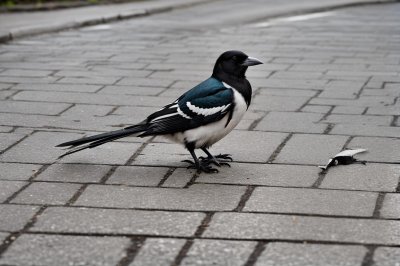 magpie, bird, wildlife, feathers, beak, bird on pavement, event photography, ornithology, birdwatching, walkway, urban environment, on pavement, wild bird, monochrome, natural behavior, free roaming, stroll, fauna