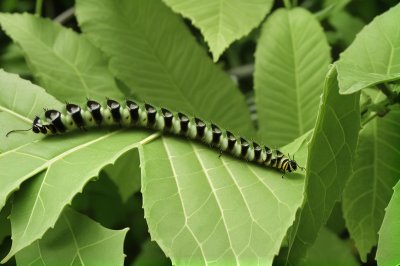 caterpillar, leaf, pest, close-up, larva, leaf damage, voracious, agricultural pest, ecology, biology, green, foliage, nature, photography, fauna, leaf detail