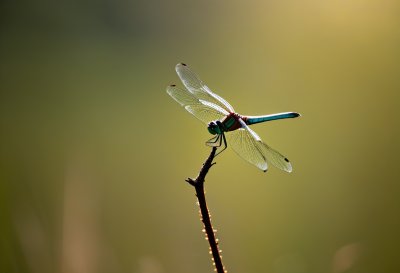 dragonfly, windows wallpaper, wallpaper hd, laptop wallpaper, nature, insect, fauna, free background, wings, macro, entomology, twig, background, beautiful wallpaper, desktop backgrounds, hd wallpaper, mac wallpaper, 4k wallpaper 1920x1080, wallpaper 4k, beauty, summer, free wallpaper, natural, 4k wallpaper, full hd wallpaper, details, afternoon, natural color, pastel, light, solitary, ecosystem, cool backgrounds, warm