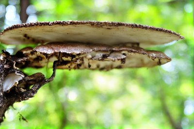 mushroom, tree, bracket fungus, droplet, nature, forest, tinder fungus, insect, macro, green background, moist, autumn, ecology, fungus growth, bokeh, dry branch, observation, close-up, tree health
