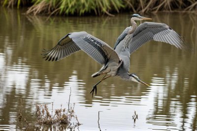 heron, grey heron, great blue heron, bird flight, wildlife, nature, autumn, wings, pond, reflection, calm water, outdoor, bird in flight, flying heron, wingspan, animal, lake, river, feather, algae