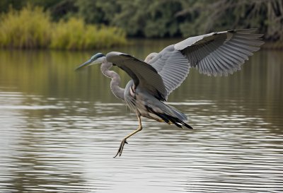 heron, grey heron, great blue heron, bird flight, wildlife, nature, autumn, wings, pond, reflection, calm water, outdoor, bird in flight, flying heron, wingspan, animal, lake, river, feather, algae