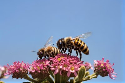 bee, wild bee, insect, macro, late summer, garden, pollen, bloom, bee flower, pink, end, blue sky, sharp photo, zinnia, flying, september, yellow, details, nature, living insect